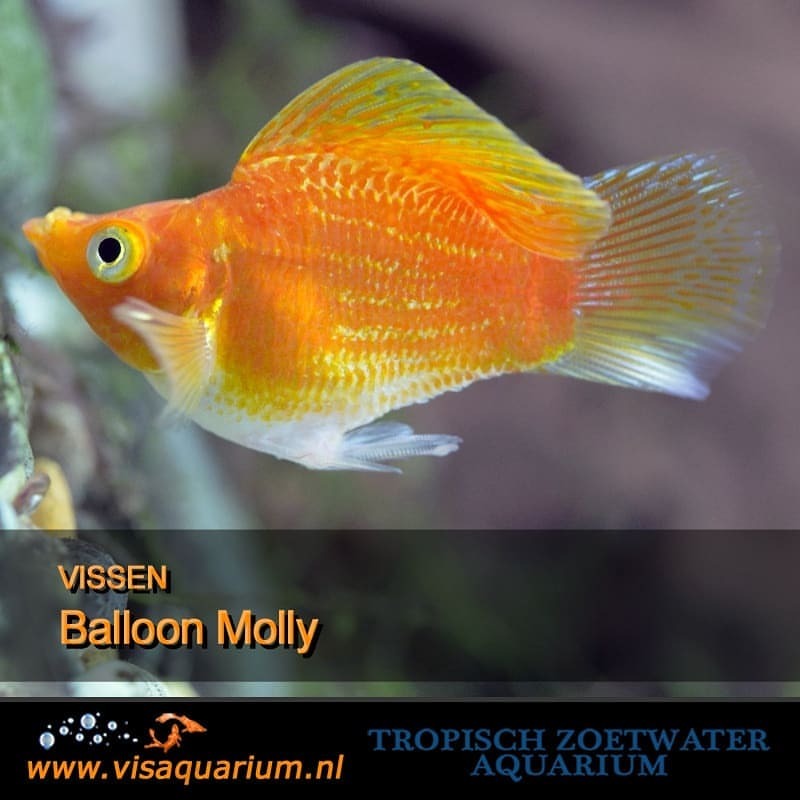 Aquarium vissen : Balloon molly
#aquarium #vissen #aquariums #aquariumvissen #visaquarium #aquaria 🐠
https://www.instagram.com/p/BvHSlcoAOm9/?utm_source=ig_tumblr_share&igshid=12qcc1lbe0xmq