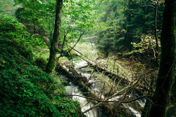 90377:  Ilsefälle by Oliver HenzeFacebook | Waldlandschaft | Posterlounge | Instagram | 500px   