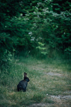 jakfruit:  Black rabbit in the thicketDiscovery Park, Seattle, WA  ✿
