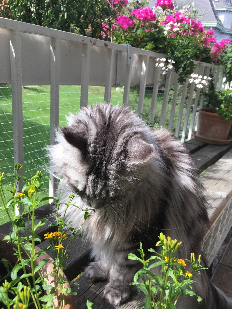 sparklebub:my uncles cat is literally an angel