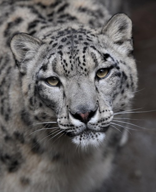 Penny is one pretty kitty, and basking in her beauty is a rare privilege. Snow leopards are rarely s