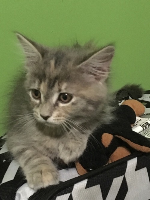 she calmed down after i gave her this