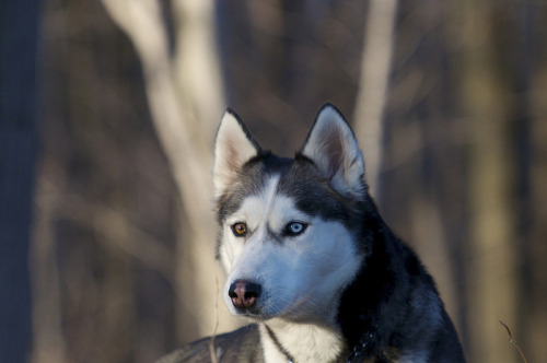 theanimalblog:  En Promenade. Photo by Norbert1948 adult photos