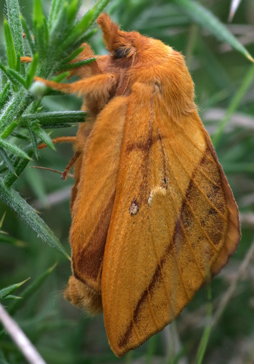 A Drinker Moth - Euthrix Potatoria. Excellent Gorse-gripping Technique.