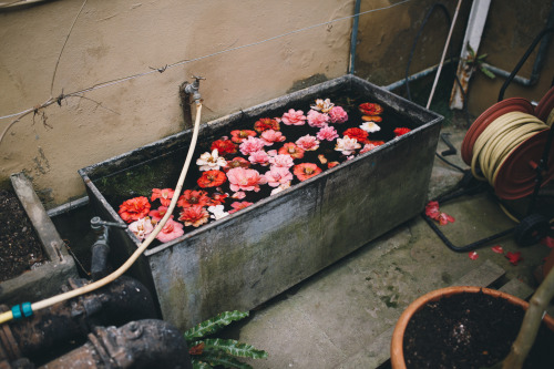 instillmotion: Beautiful water vat filled with flowers, in the corner of a glasshouse in Chatsworth 