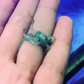 A very small green octopus crawling on a light-skinned hand