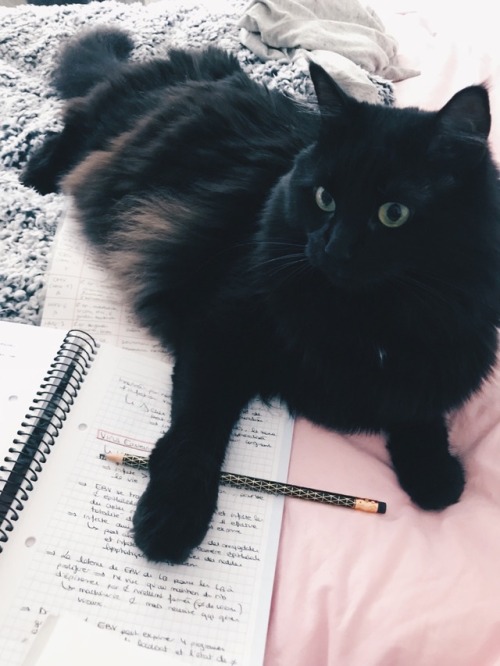 anatomyandcappuccini: Micky helping me reviewing my virology notes!