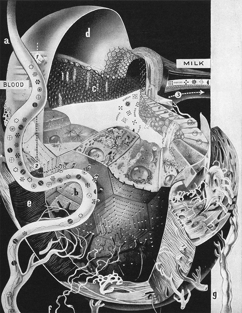 mucholderthen:  Fritz Kahn lithographs The depths of a wound, 1943 The Mammary Gland,