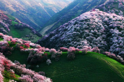 antiwhitepeople:Rolling hills in Xinjiang, China