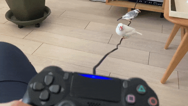 cuteanimals-only:why you should have corded controllers 