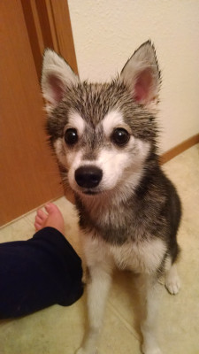 awwww-cute:  What does a puppy get on his 6month bday? A bath