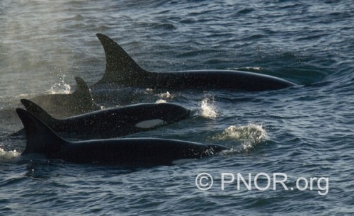 The Patagonian Pod