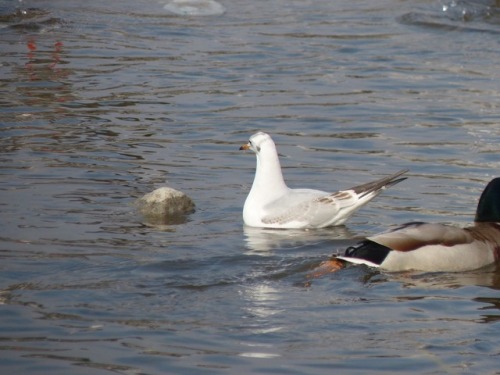 ユリカモメ　black-headed gullマガモ　Mallard duckTown Birds ～ 街の鳥 ArchiveTown Sparrow ～ 街のすずめ　Archive