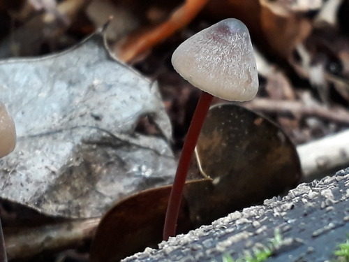 Barnet, London, UK, September 2018Saffrondrop bonnet (Mycena crocata)These gorgeous little bonnets a
