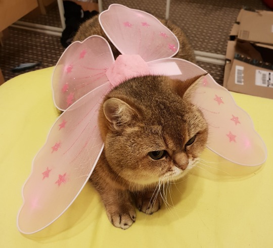 anxiety-is-married-to-depression:  isaacandhismother:  isaacandhismother:  I won some lil kid fairy wings at a work quiz today and I’m gonna put them on prim and see what happens and I literally can’t wait to get home I’m counting down the minutes