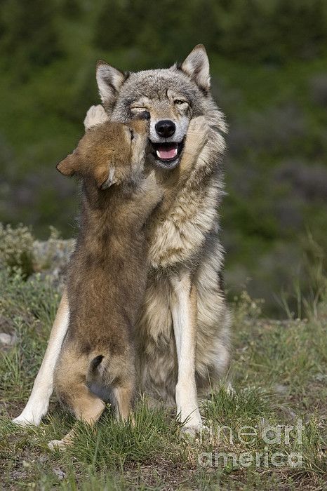 her-wolf:  Wolf Cub Begging For Food by Jean-Louis Klein &amp; Marie-Luce Hubert