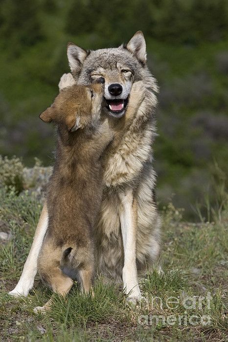 XXX her-wolf:    Wolf Cub Begging For Food by photo