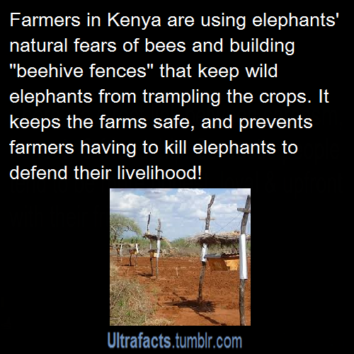 ultrafacts:  Source For more facts, Follow Ultrafacts
