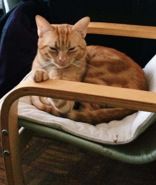 My Cat Is Sleepy Or Planning A Crime There Is No In Between