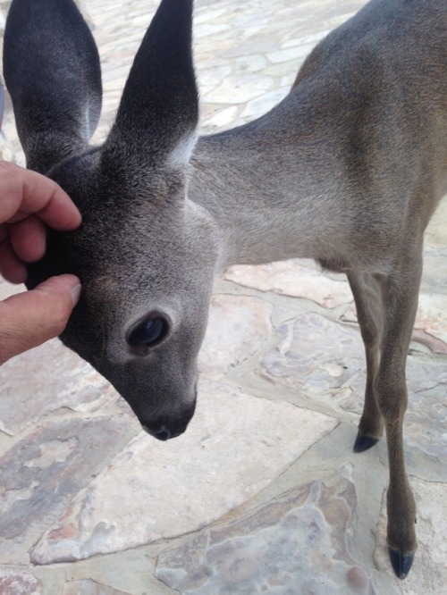 Oh, my deer. adult photos