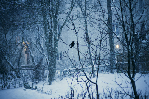 alcyere:  One magical moment… (by Berglind Mari)