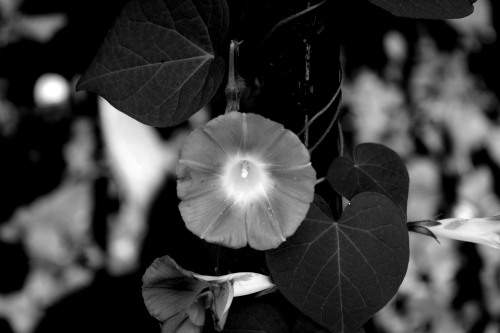 nobrashfestivity:Imogen Cunningham, Flowers