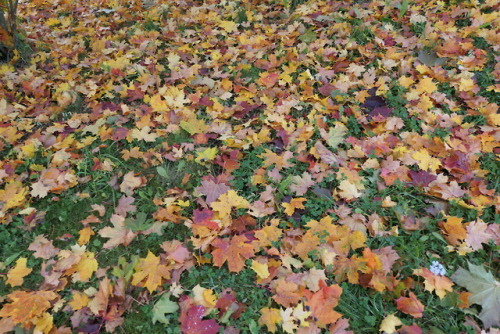 Fallen leaves