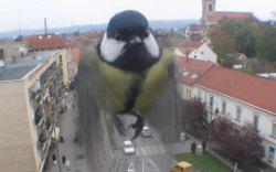 versacegravy:  awwww-cute:  The webcam is set to shoot only one frame in every minute, so the chances of catching this were nearly impossible, but there it is!  SELFIE  For a minute, I thought the bird was actually standing in the street, terrorizing