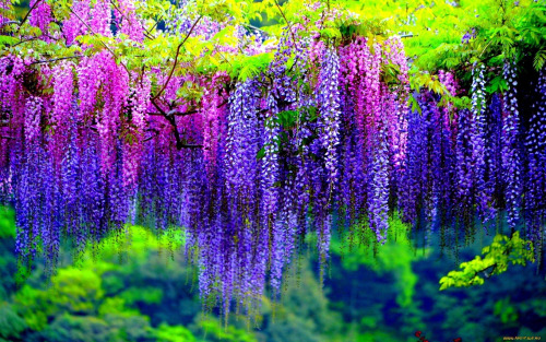Type Of Flower (HC)