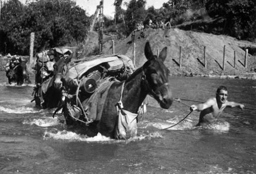 U.S. Army soldiers escort mules across a river in Burma, 1944. In order to move men and supplies tho