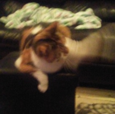 silverhawk: silverhawk: my cat is rly mean to my sister so my family is having an intervention w my cat to ask her to stop swatting my sister the intervention didnt work. 