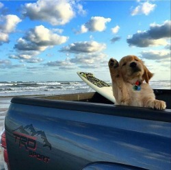 awwww-cute:  surf’s pup! (Source: http://ift.tt/25MWTxh)