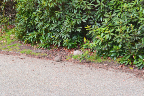 found on the same sd card, bunnieeeees.