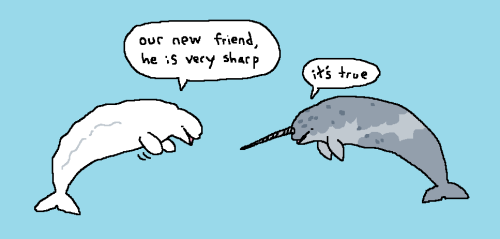  have you guys heard about the narwhal that joined a beluga pod 