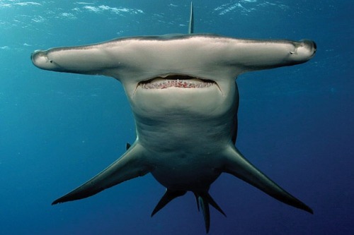 hammerhead sharks