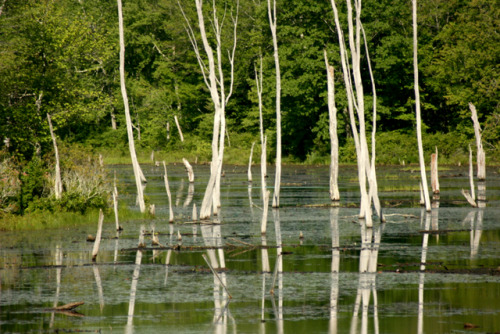 twilightsolo-photography: White Woods Beaver Pond Trail  ©twilightsolo-photography //  fac