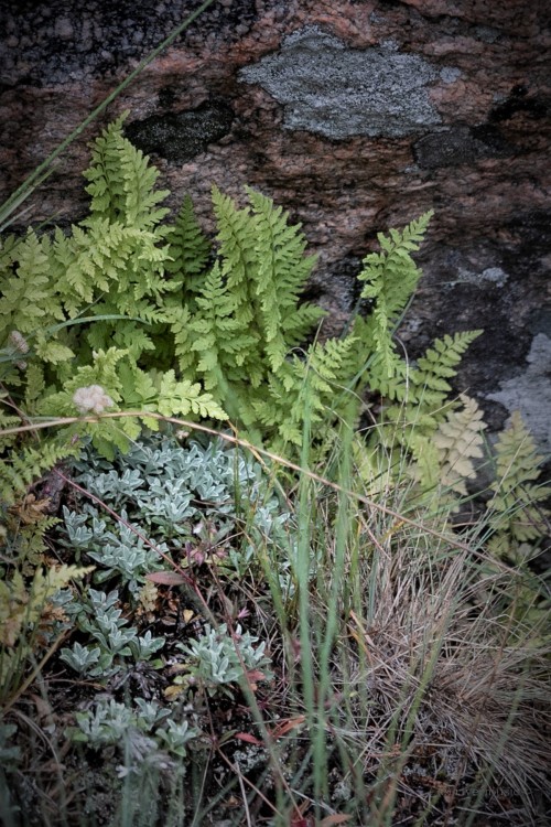 A Preview of Spring - Hidden Rock Garden, Beartooth Range, Wyoming© riverwindphotography, May 2