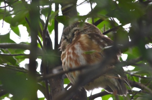 Northern saw-whet owl in Central Park
