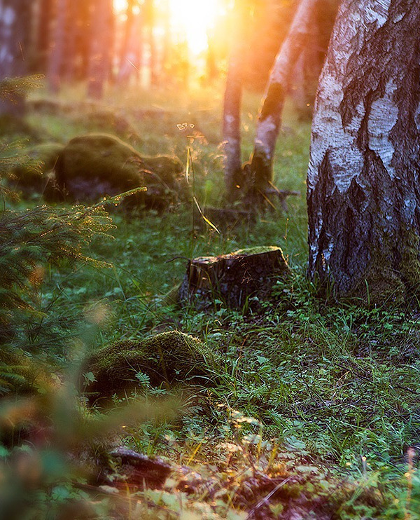 the-elysian-dream:  Naissaar, Estonia 