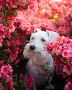 lokidog: Rejoice! ‘Tis the Loki of Spring here to bless you with his bushy beard and smol size!