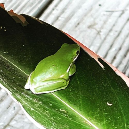 The #treefrogs are back and not helping at all. Didn’t touch that cotton stainer bug. #frog (at Gai