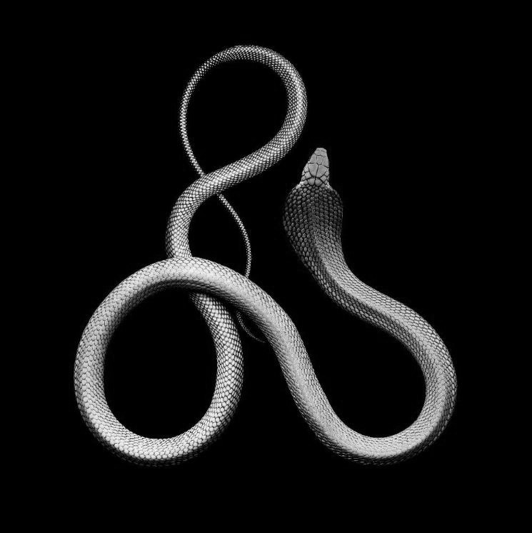 chaosophia218:  Serpents.1. White-Lipped Island Pit ViperCryptelytrops insularis/Trimeresurus