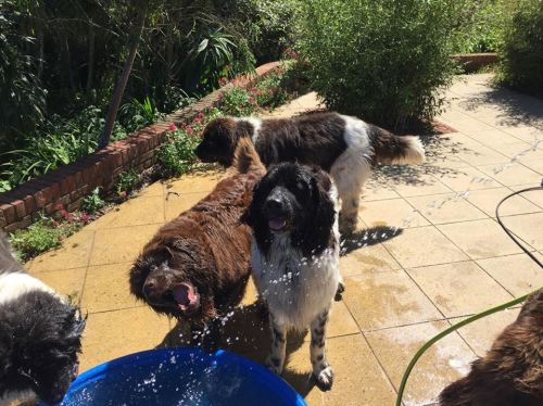 newfoundlands are graceful, beautiful beings..