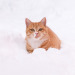 npt2910:雪が寒いけど、遊ぶのも楽しいにゃん😸