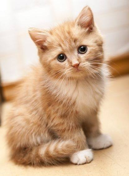 Kitteh Kats