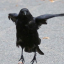 crow-goodfellow