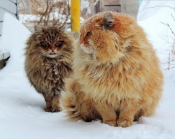 just-super-kawaii:  best-of-memes:    Siberian Cats !!  THEY’RE SO FLUFFY I’M GONNA DIE