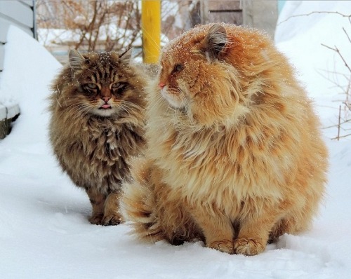 best-of-memes: Siberian Cats !!