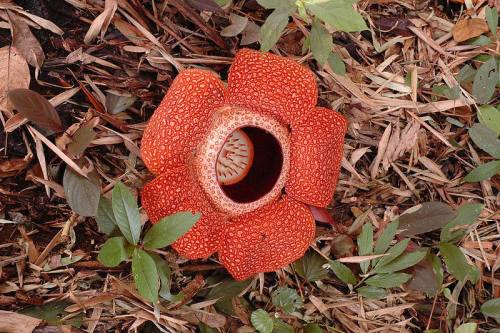 The sweet scent of rotting corpseWhile these flowers from the genus Rafflesia (named after Sir Stamf