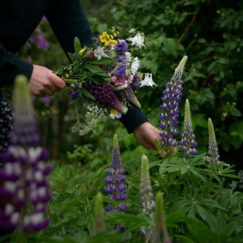 alraunahomestead: Juliane | #onebouquetperday (@onebouquetperday)